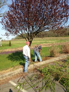 Shrub cleanup